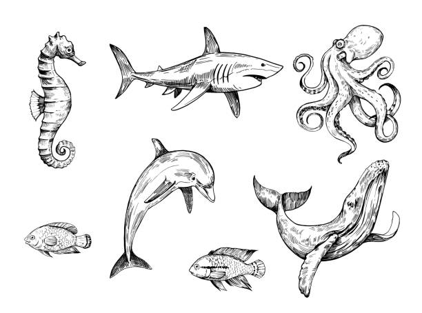 ilustraciones, imágenes clip art, dibujos animados e iconos de stock de boceto de criaturas marinas. ilustración dibujada a mano convertida en vector - pez ilustraciones