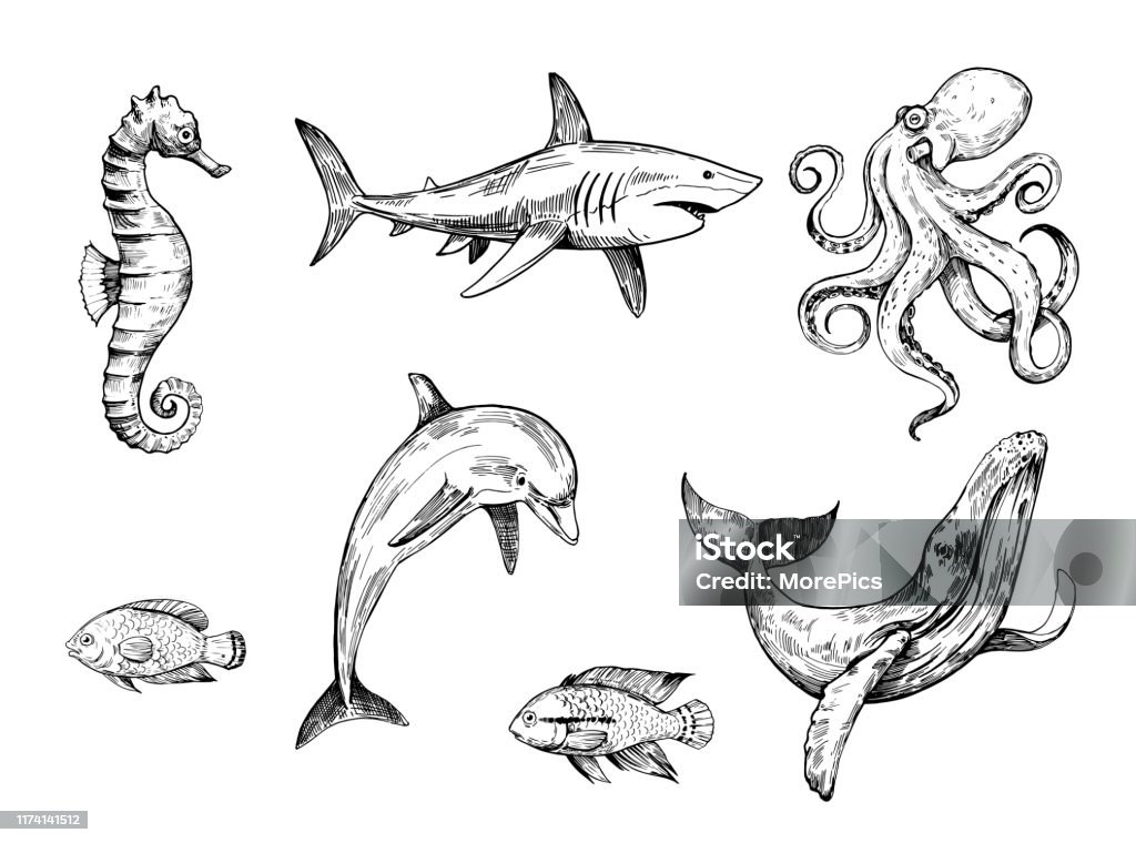 Sketch of sea ​​creatures. Hand drawn illustration converted to vector Shark stock vector