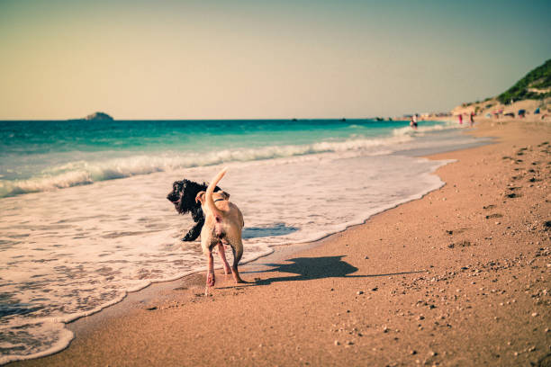 istock dogs playing at the beach 1174141927