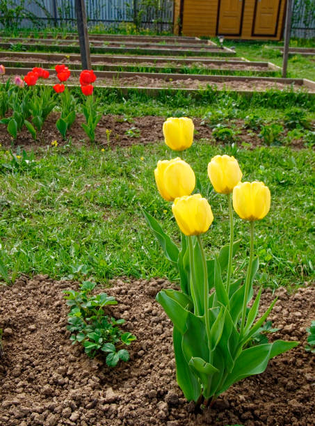 istock yellow tulips in the garden in spring 1174144275