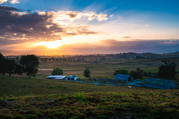 Beautiful landscape scene in the morning at farmland. Beautiful landscape scene in the morning at farmland. The sun shines over meadowland. matamata new zealand stock pictures, royalty-free photos & images