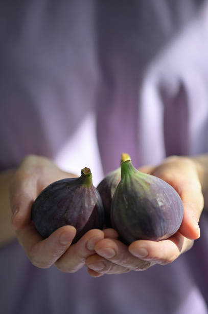 istock Fresh Figs Holded By Woman Hands 1174146307