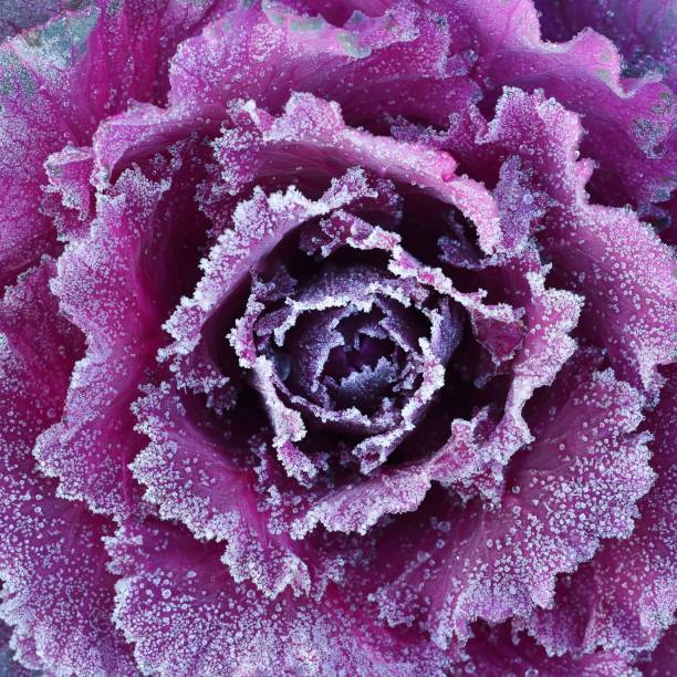 istock Ornamental decorative cabbage covered with a morning frost 1174146929