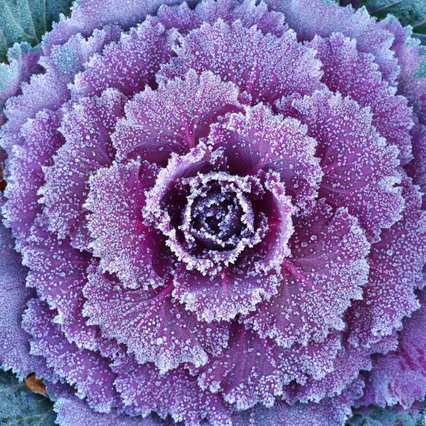 istock Ornamental decorative cabbage covered with a morning frost 1174146932