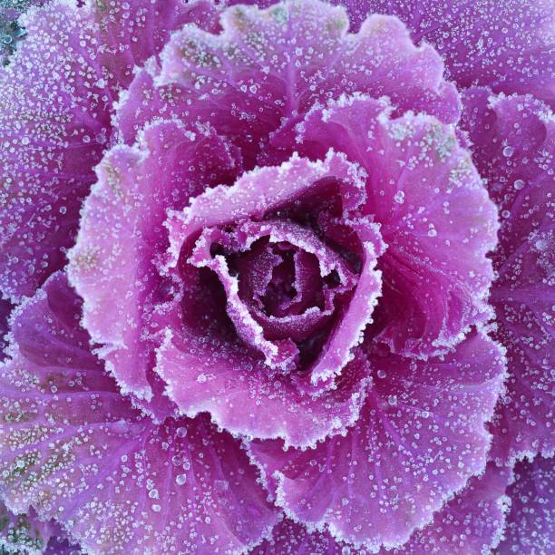 istock Ornamental decorative cabbage covered with a morning frost 1174146942