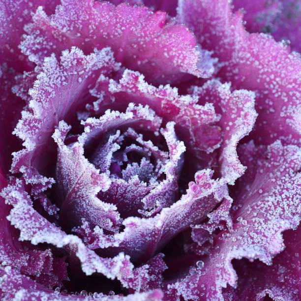 istock Ornamental decorative cabbage covered with a morning frost 1174146947