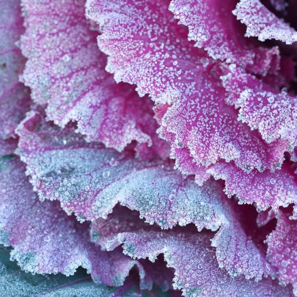 istock Ornamental decorative cabbage covered with a morning frost 1174146955