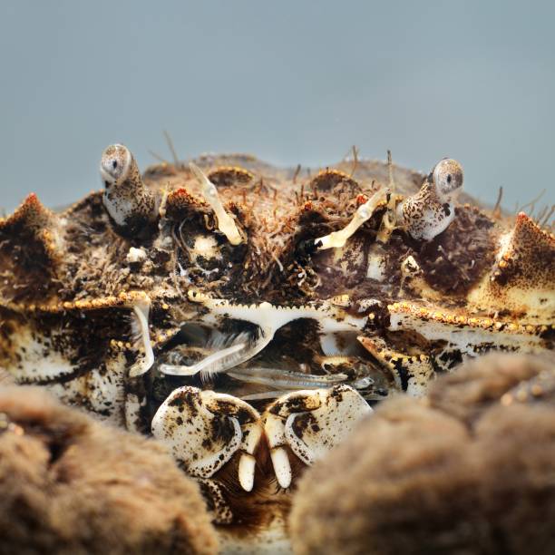 istock Chinese mitten crab Eriocheir sinensis in a studio 1174147046