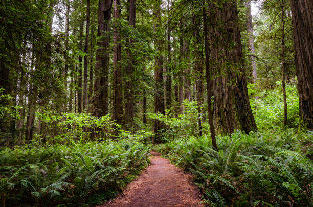 narrow path through a sequoia forest - redwood sequoia california redwood national park imagens e fotografias de stock