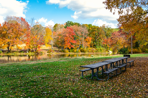 Wooden picninc tables and BBQ on a meadow covered in fallen leaves along a river on a celar autumn day. Colourful trees line the other side of the river.