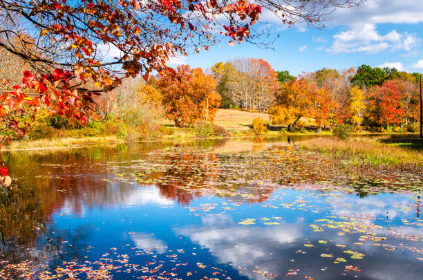 istock Pond surrounded by deciduous trees at the fall foliage peak colours 1174149739