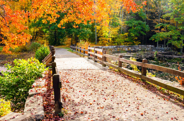 istock Empty fenced path covered in falles leaves on a sunny autumn day 1174149740