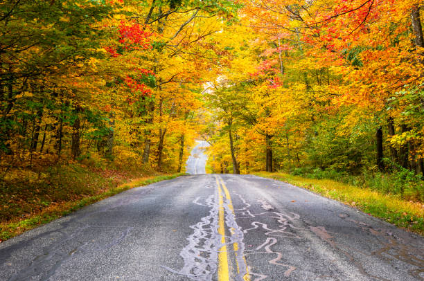 istock Country road running through a forest at the fall foliage colours peak 1174149741