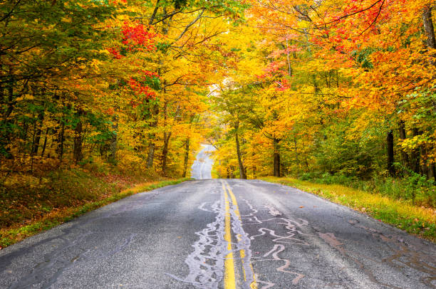 country road running through a forest at the fall foliage colours peak - berkshire mountains imagens e fotografias de stock