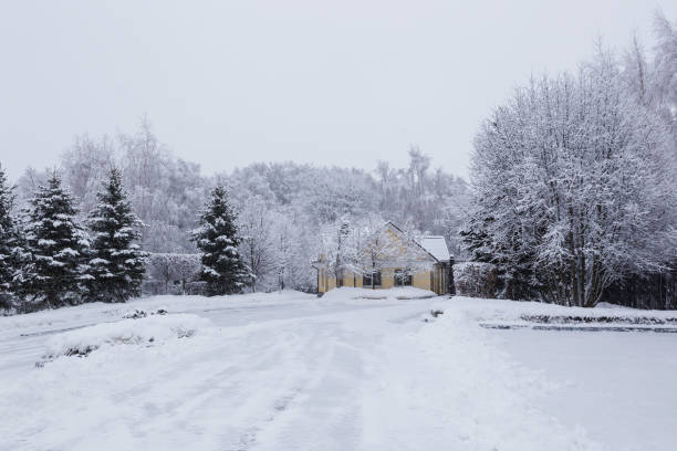 istock Scenic image of spruces trees. 1174152023