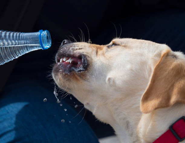 istock Labrador Retriever furious at not falling water 1174155633