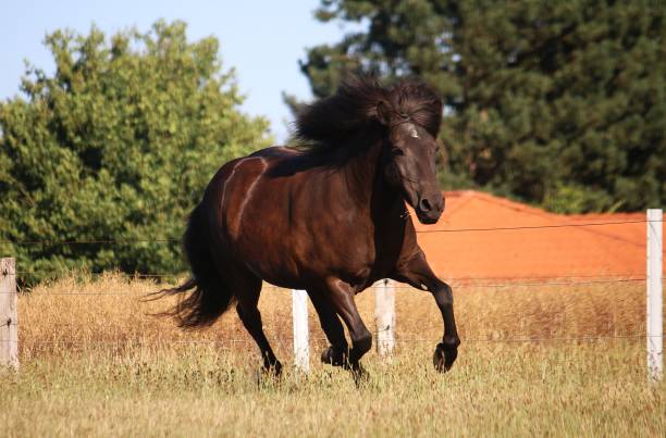 istock beautiful dark icelandic horse is running on the paddock 1174156705