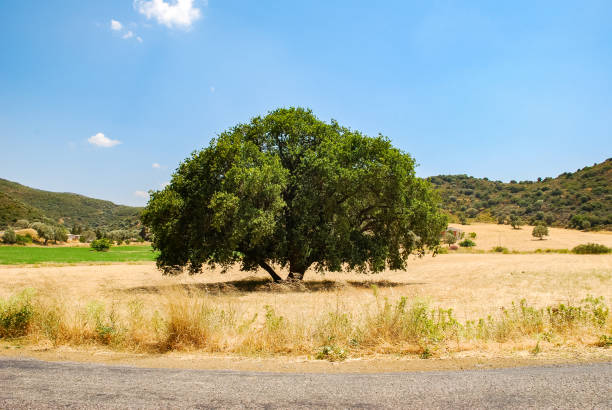 istock Alone Huge tree on a yellow meadow and blue sky with clouds. 1174158199