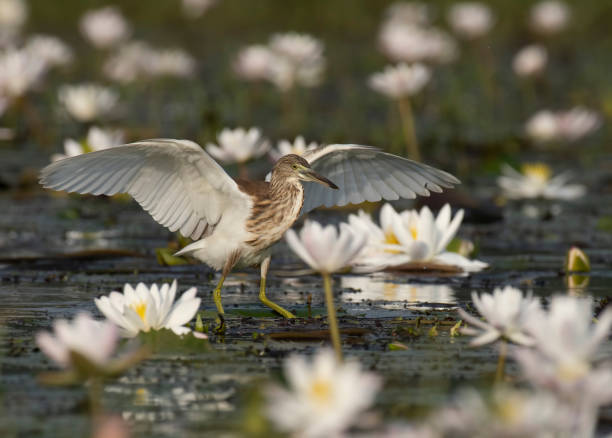 istock Indian Pond heron Fishing in Pond 1174160906