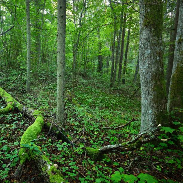 istock Dark forest scene full of moss. Latvia 1174161771