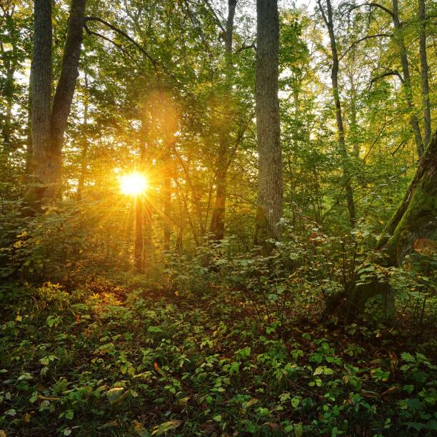 istock morning forest on the hills in Latvia 1174161782