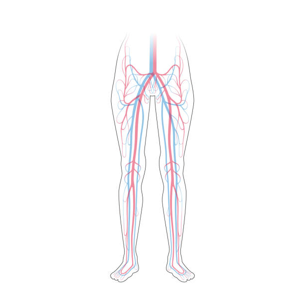 circulatory system anatomy Vector isolated illustration of human arterial and venous circulatory system in leg anatomy. Blood vessels diagram. Medical infographics for poster, educational, science and medical use. main veins stock illustrations