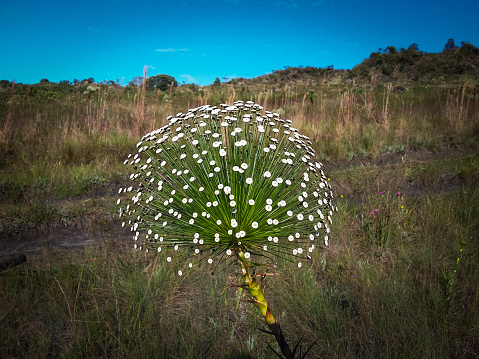 Native flower from Brazil. This plant is adapted in a tropical climate and flourishes on summer.