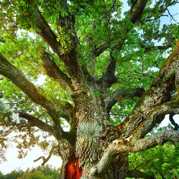 istock Old mighty oak tree in Latvian countryside 1174166457