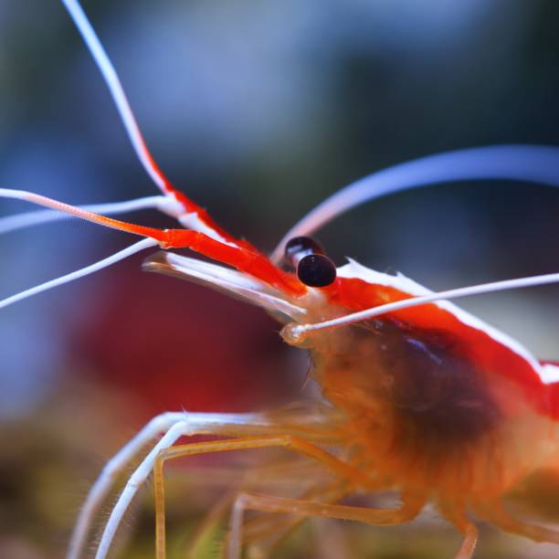 istock Lysmata amboinensis cleaner shrimp 1174166489