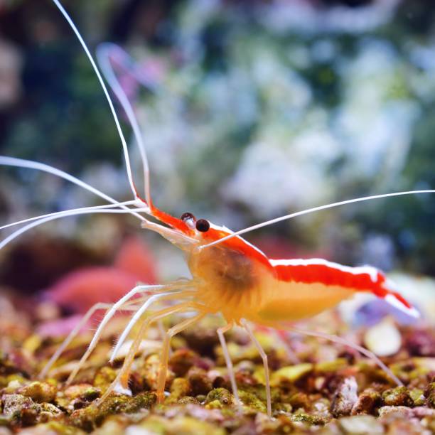 istock Lysmata amboinensis cleaner shrimp 1174166518