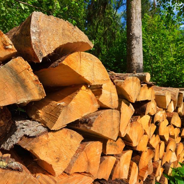 istock freshly made firewood in the forest 1174166550