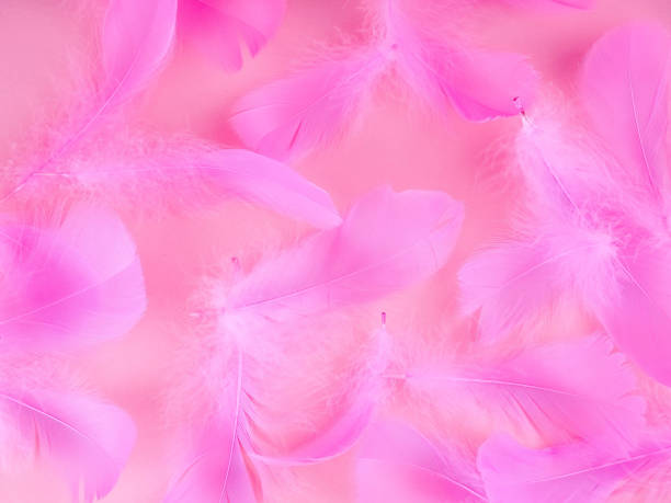 istock pink feathers on a blue background, soft, as background, Valentine's day 1174166582