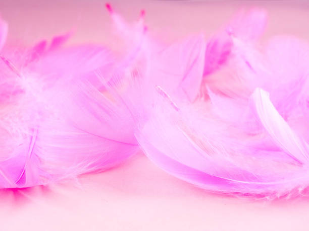 istock pink feathers on a blue background, soft, as background, Valentine's day 1174166664