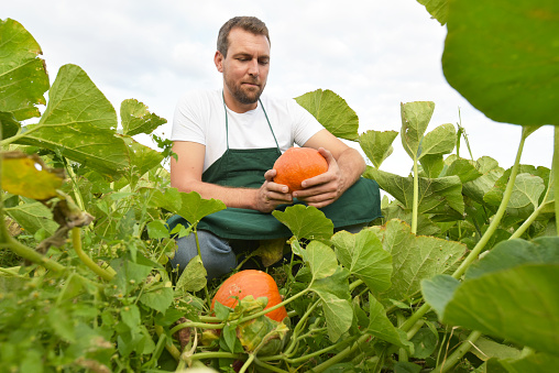 farmer harvesting pumpkins on a vegetable field of the farm