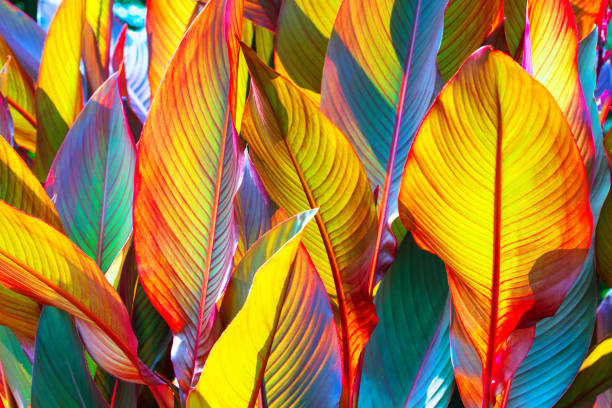 Close-up macro nature exotic blue green leave texture tropical Jungle plant dieffenbachia in dark background.Curve leaf floral botanical desktop abstract wallpaper,website cover backdrop.