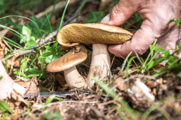 istock Picking Porcini Mushrooms 1174168842