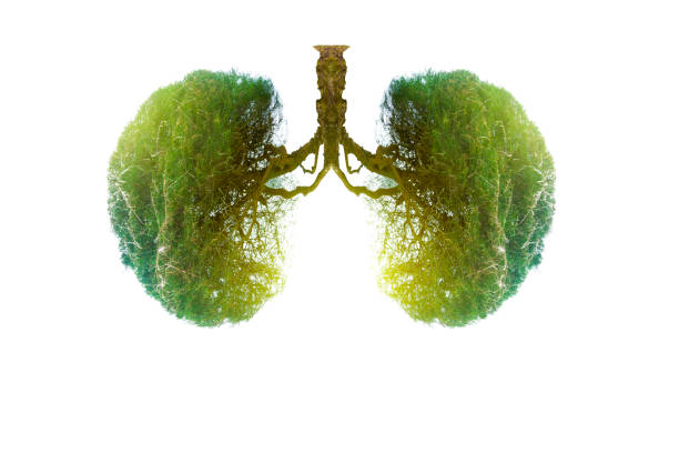 istock Lung green tree-shaped images, medical concepts, autopsy, 3D display and animals as an element 1174168864