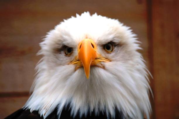 istock Alaskan Birds of Prey 1174171540