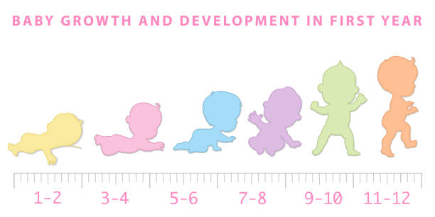Baby development infographic. Baby growth and milestones in first year. Baby growth from newborn to toddler scale.  First year. Cute boy or girl of 0-12 months. Design template. Vector color illustration. piccolo stock illustrations