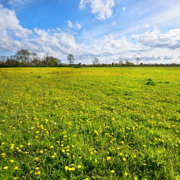 istock Dandelion filed in Netherlands 1174171686