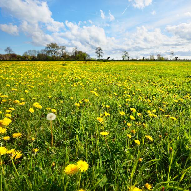istock Dandelion filed in Netherlands 1174171881