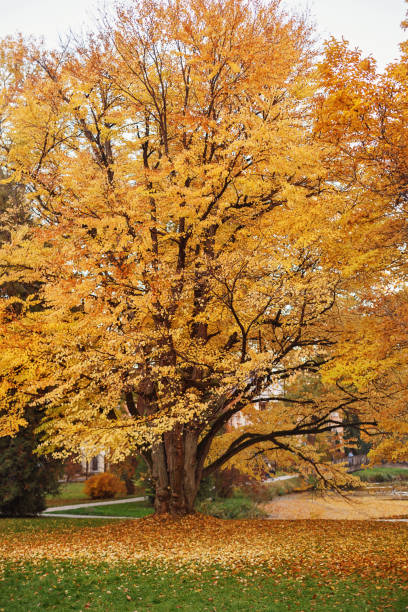 istock Katsura tree in autumn 1174174570