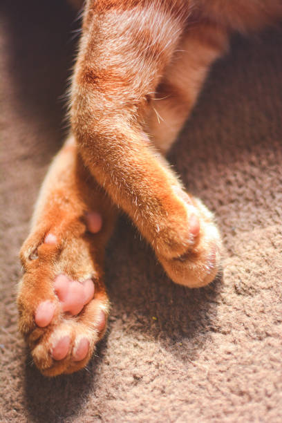 istock Cute Cat paw.Kitty leg on brown carpet 1174179444