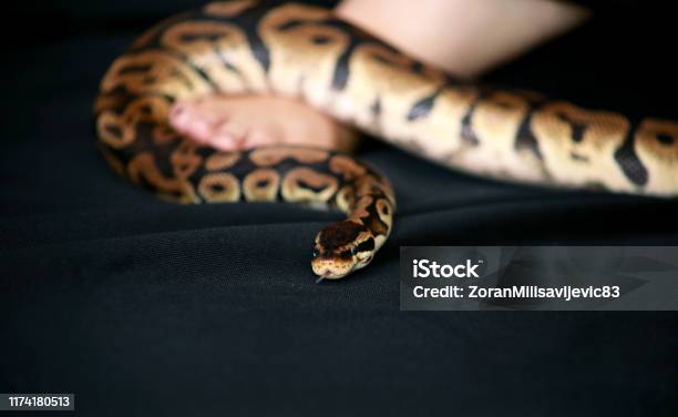 Leg With Royal Python Snake Ball Python Slithering On Female Foot And ...