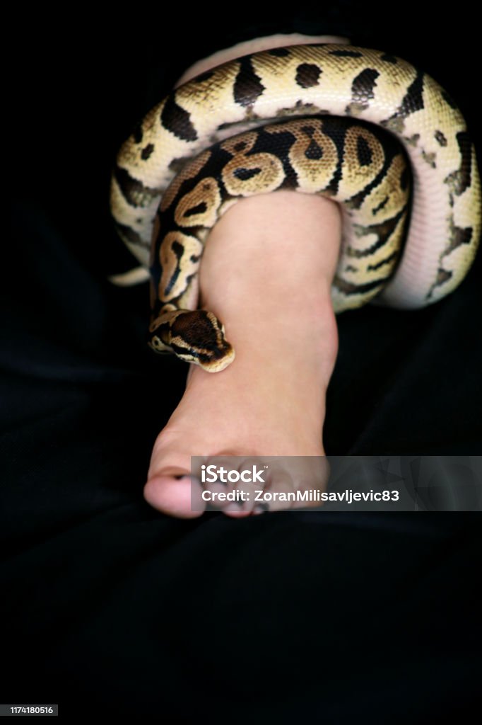 Leg With Royal Python Snake Ball Python Slithering And Crawling Around ...