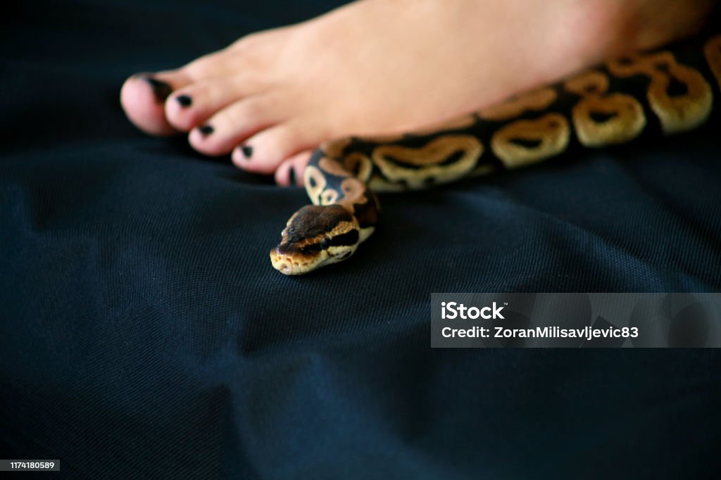 Female Leg With Royal Python Snake Ball Python Slithering Across Black ...