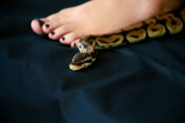 80+ Groveling Stock Photos, Pictures & Royalty-Free Images - iStock