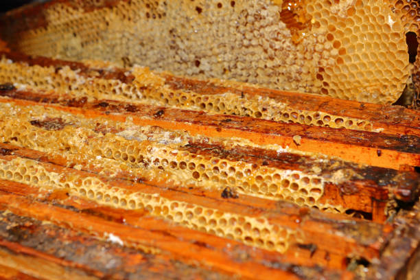 istock Warm-coloured wooden honeyrays 1174181856