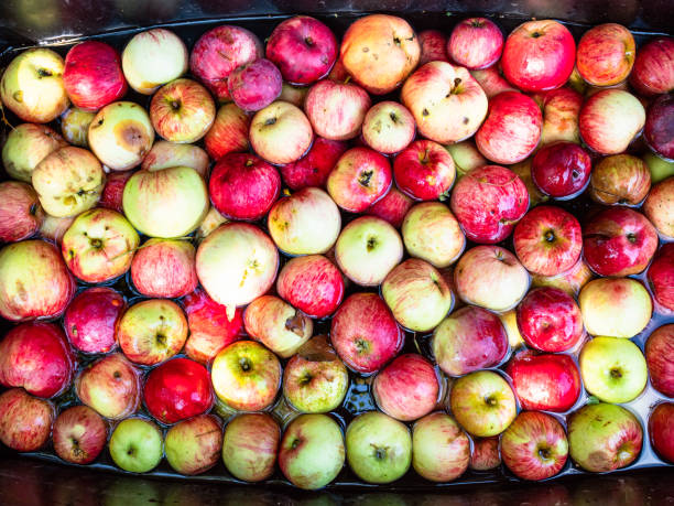 istock basin with many fresh apples washing in water 1174181909