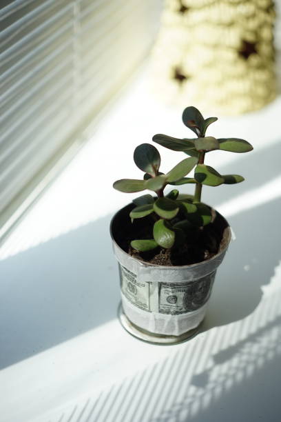 istock money tree flower in a pot on the windowsill 1174181968